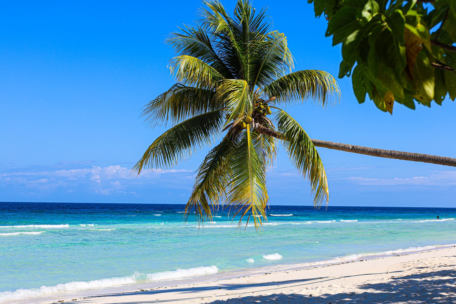 Palm leaning over a white-sand beach and turquoise water