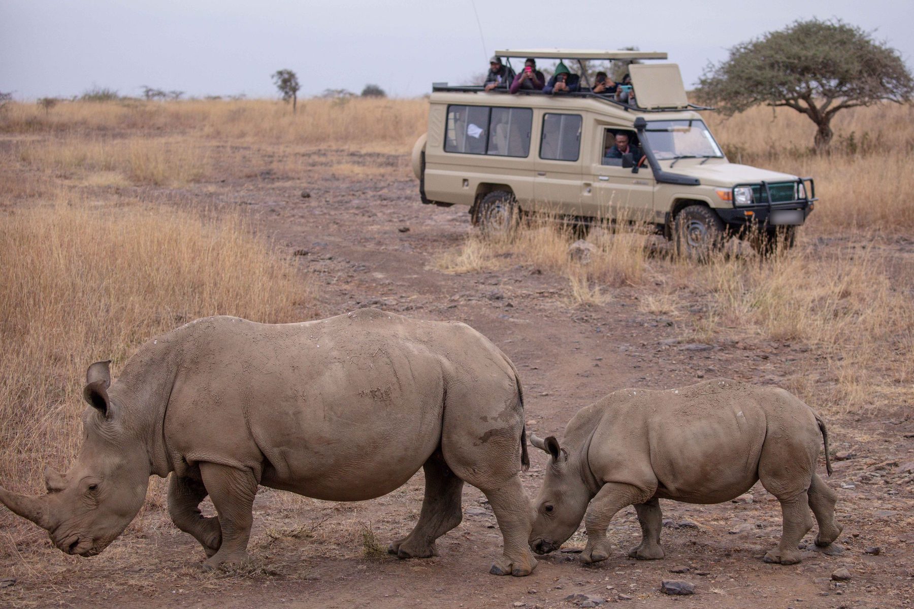 Game-drive vehicle beside white rhinos on the savanna